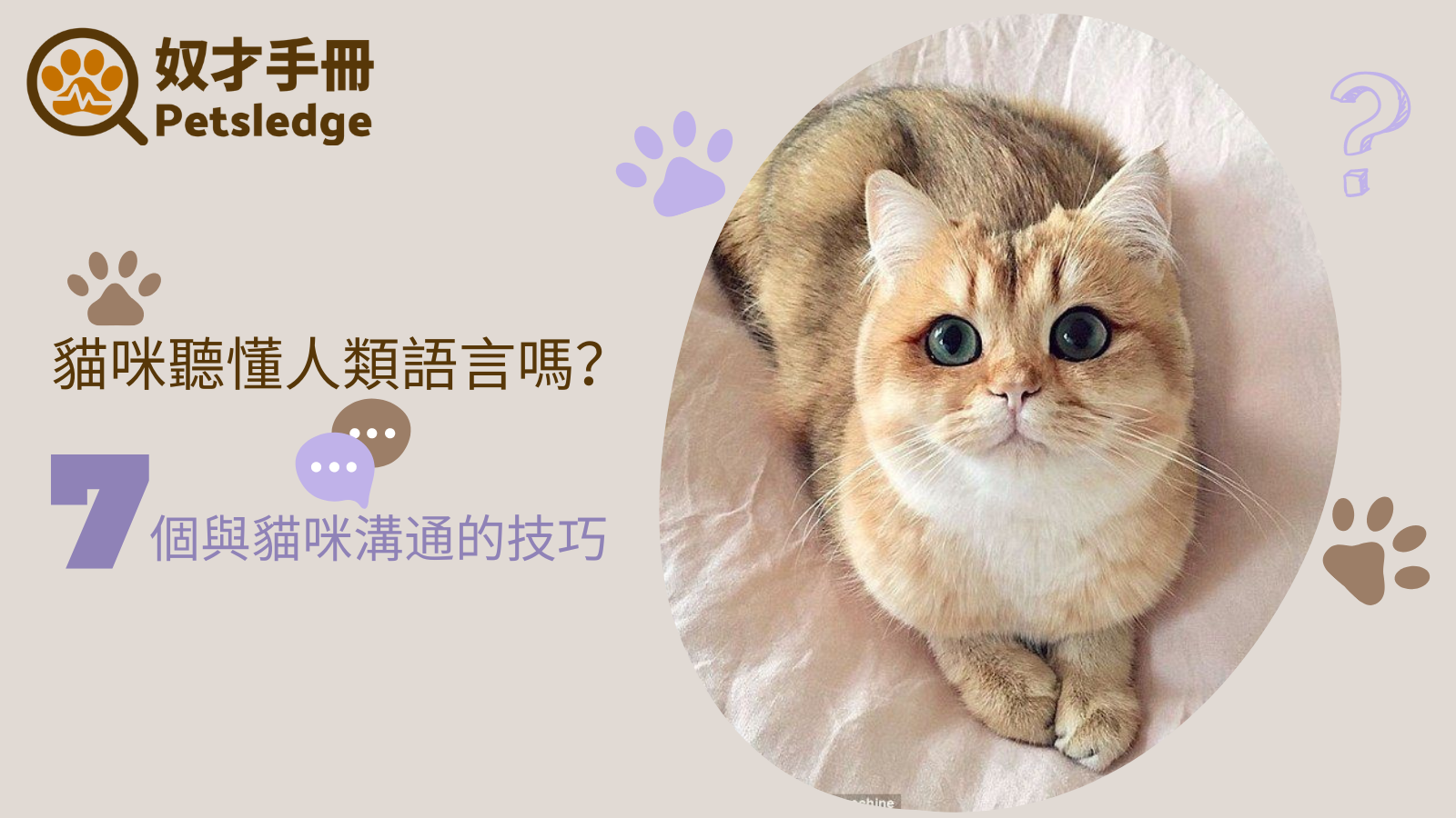 貓咪聽懂人類語言嗎？與貓咪溝通的技巧