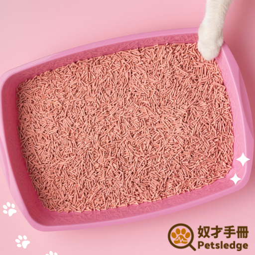 如何選擇適合的貓砂以及貓砂盆的清潔技巧