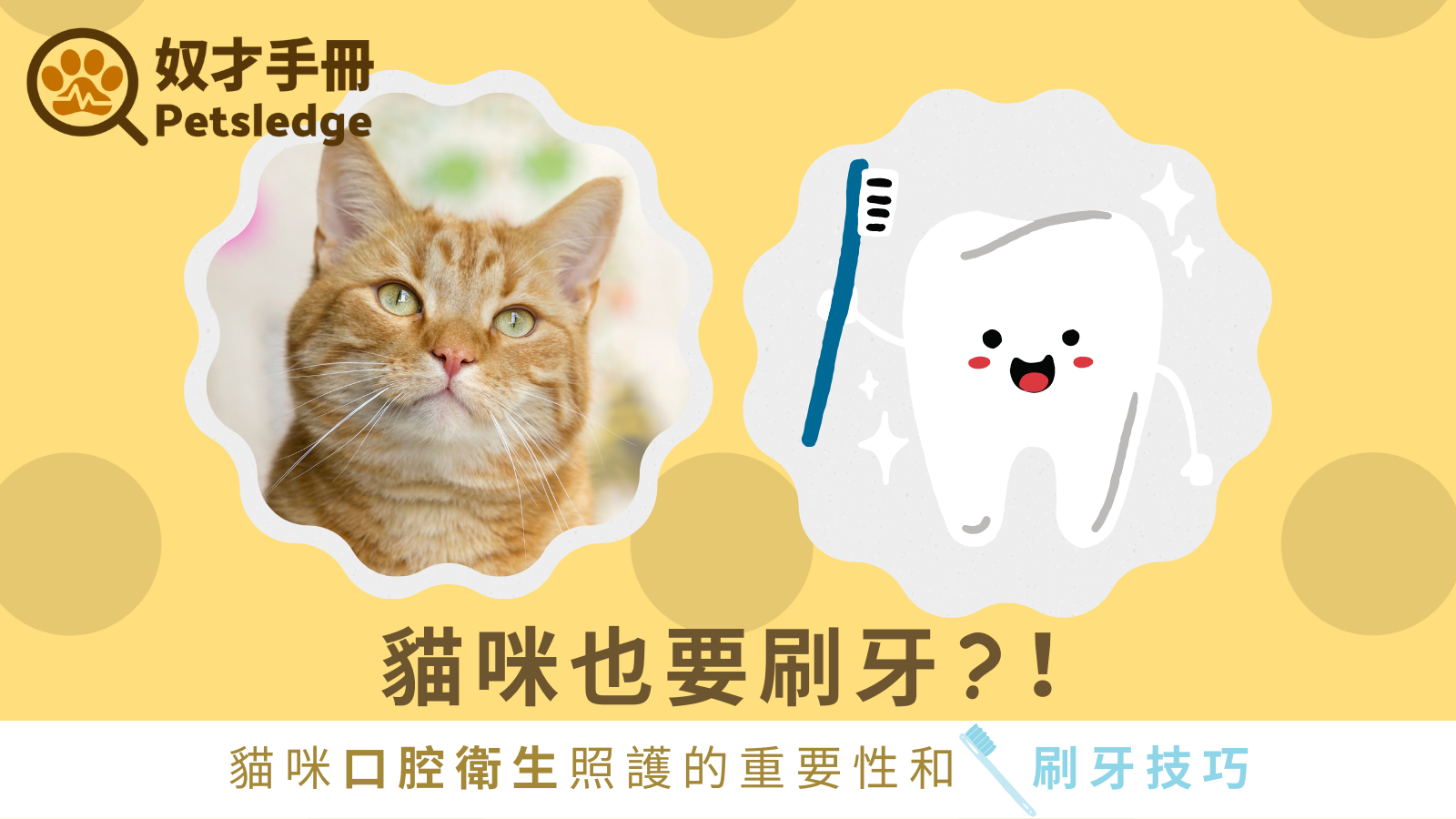 貓咪也要刷牙?！貓咪口腔衛生照護的重要性和刷牙技巧