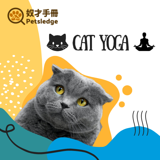 貓瑜珈：與你的貓咪一同伸展和放鬆的活動